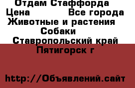 Отдам Стаффорда › Цена ­ 2 000 - Все города Животные и растения » Собаки   . Ставропольский край,Пятигорск г.